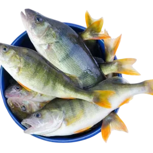 Fish