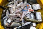 Dashi Mixed Fish