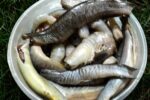 Mixed Hawor fish