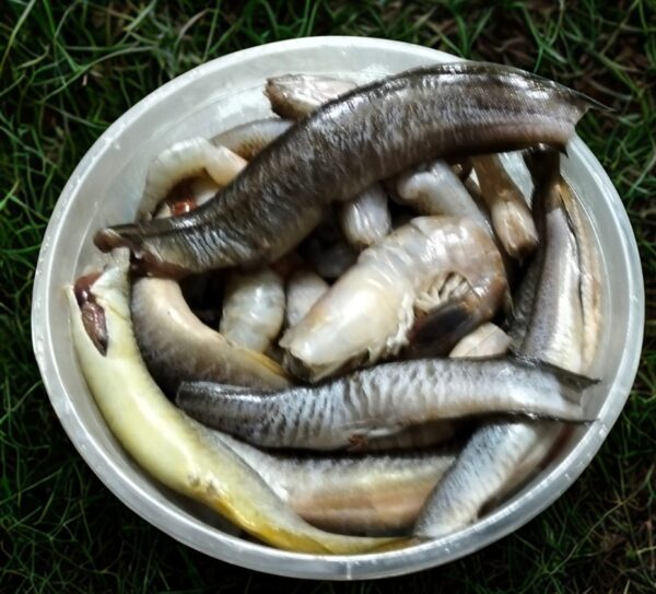 Mixed Hawor fish
