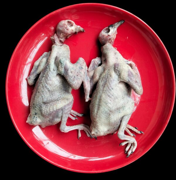 কবুতরের বাচ্চার (Pigeon Meat_Ready to Cook) - Image 2