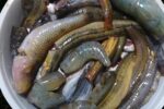 Dashi Mixed Fish